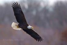 Picture of an eagle soaring through the sky. 