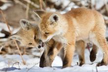 Fox pups in the snow. 